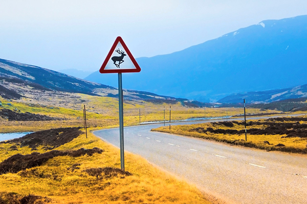A Costly Deer Collision Prompts Safety Warning For Drivers